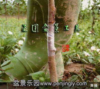 Բ辰-ձ޽Ĥ-ʯĤ-Ŵ׽
