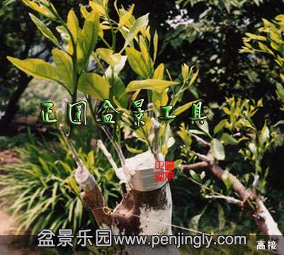 Բ辰-ձ޽Ĥ-ʯĤ-Ŵ׽