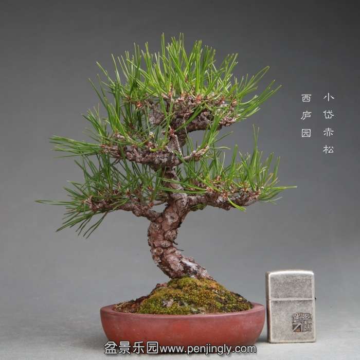 bonsai14112801.jpg
