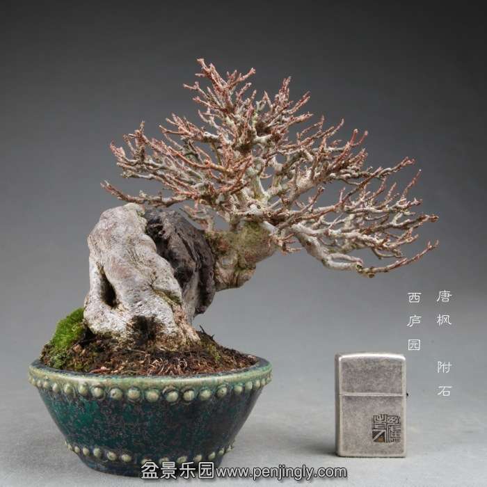 bonsai14112807.jpg