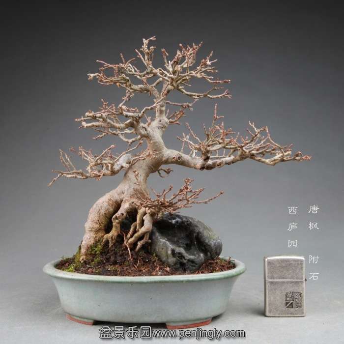 bonsai14112811.jpg