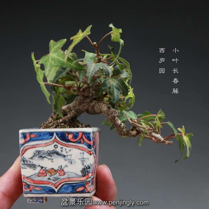 bonsai14112820.jpg