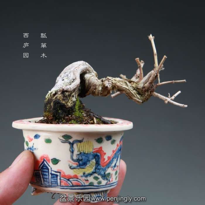 bonsai14112823.jpg