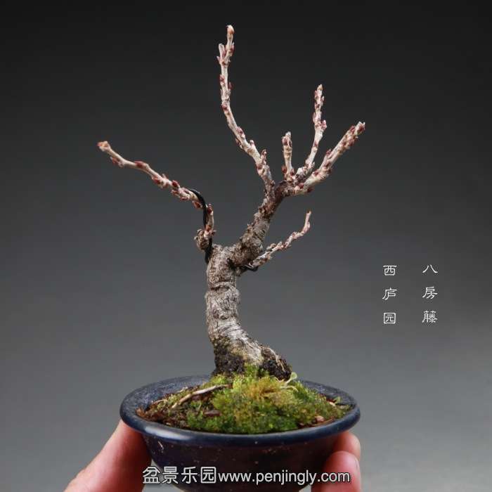 bonsai14112825.jpg