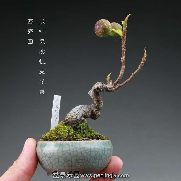 bonsai14112830.jpg