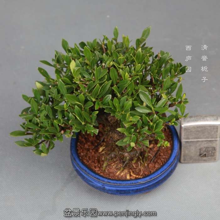 bonsai1411292.jpg