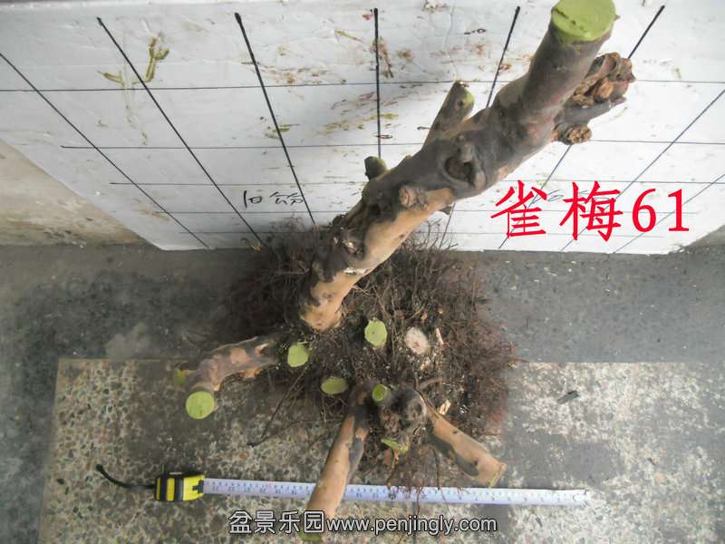 CIMG2873.JPG
