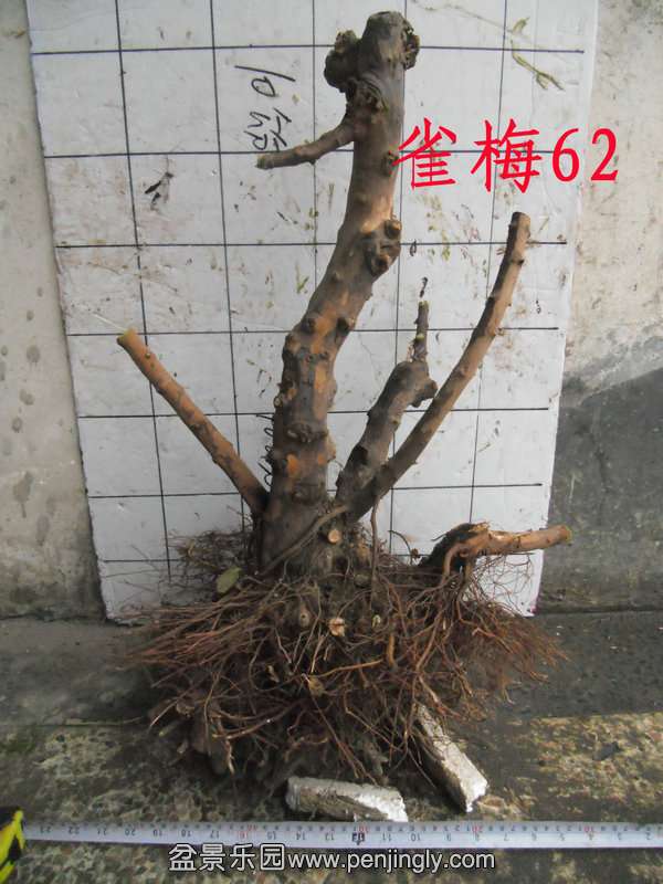 CIMG2877.JPG