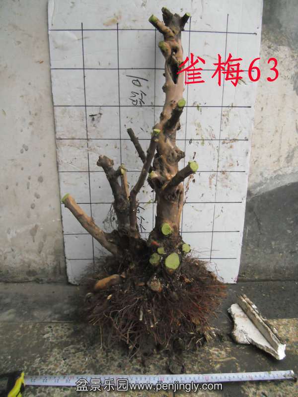 CIMG2878.JPG