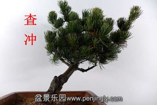 P1050239.JPG
