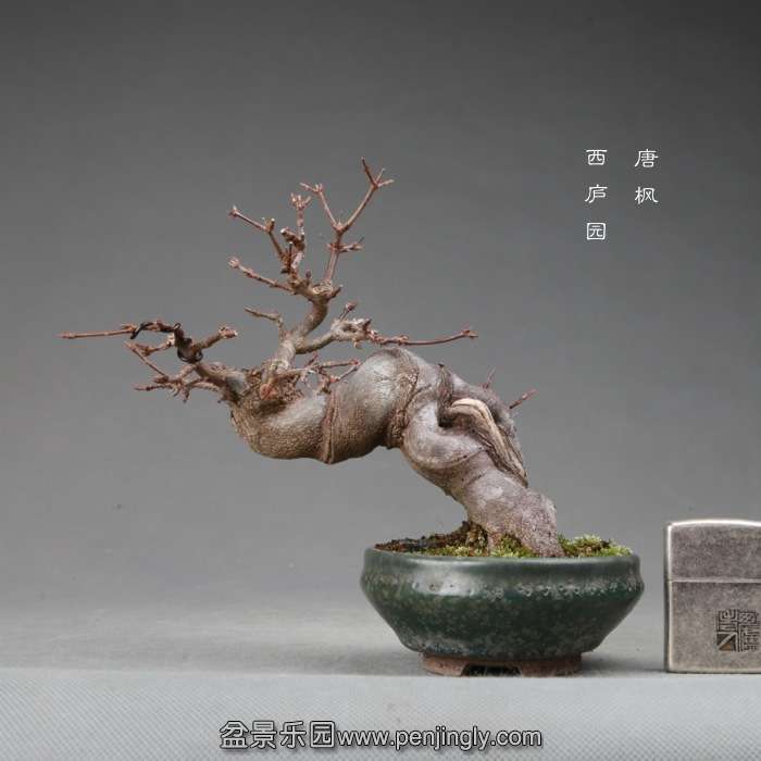 bonsai14120104.jpg