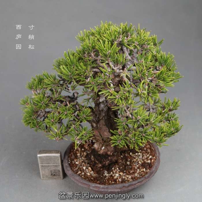 bonsai14120108.jpg