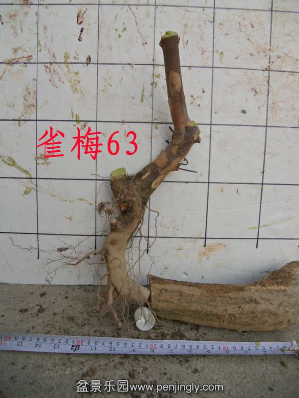 CIMG2897.JPG