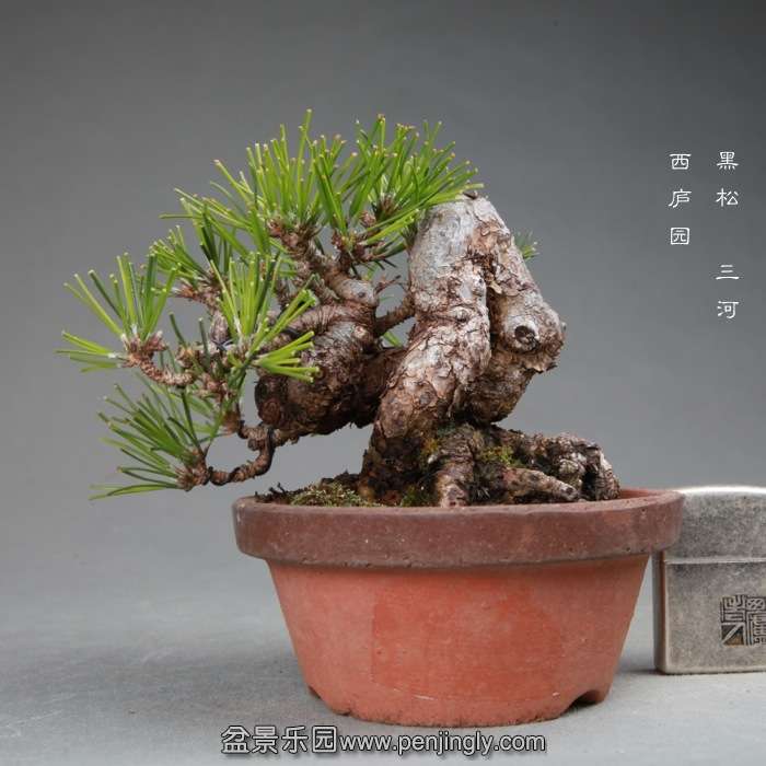 bonsai14120204.jpg