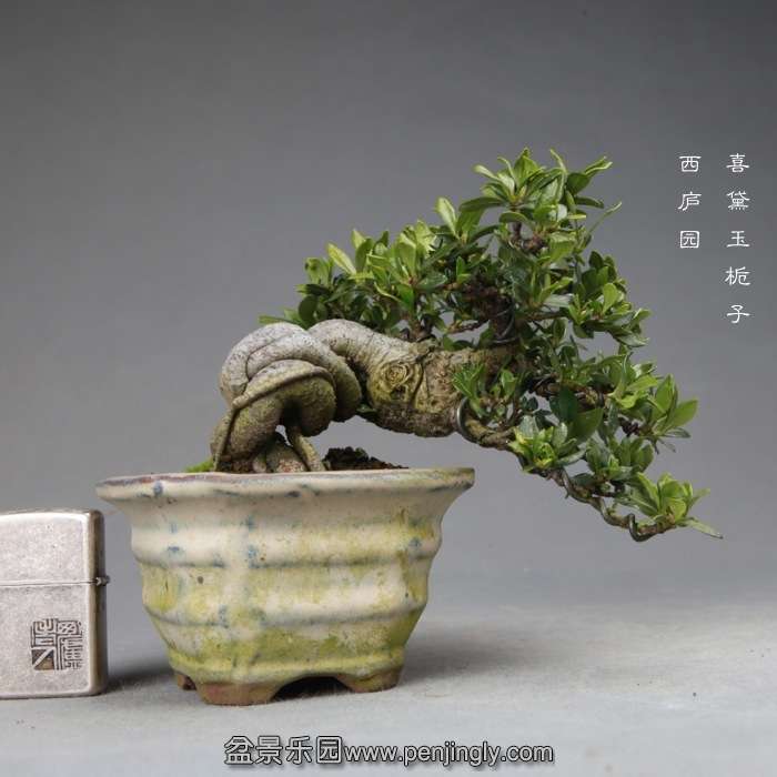 bonsai14120209.jpg