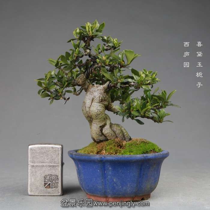 bonsai14120207.jpg