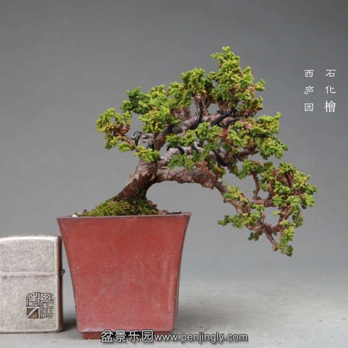 bonsai14120213.jpg