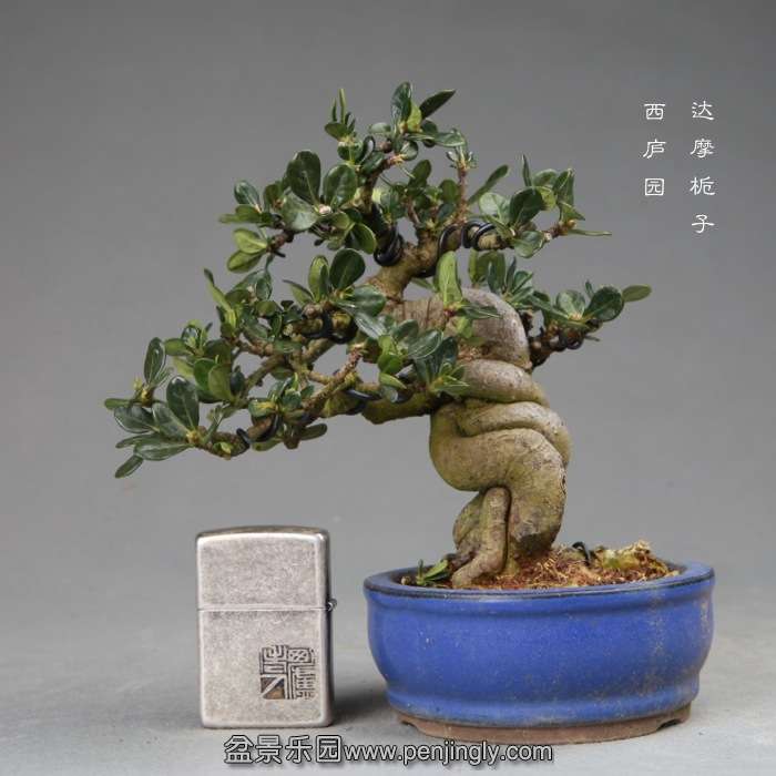 bonsai14120217.jpg