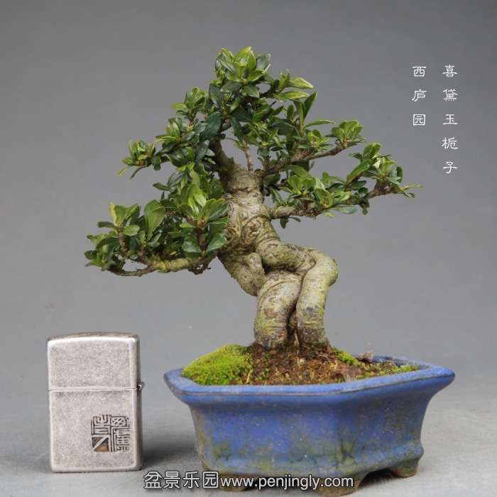 bonsai14120215.jpg