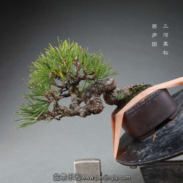bonsai14120220.jpg