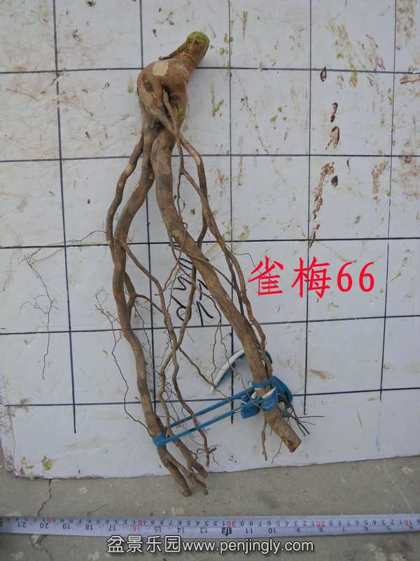 CIMG2910.JPG