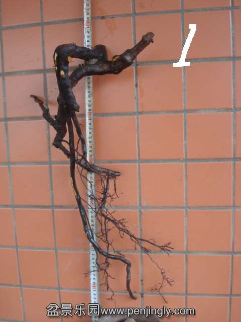 DSC08696.JPG