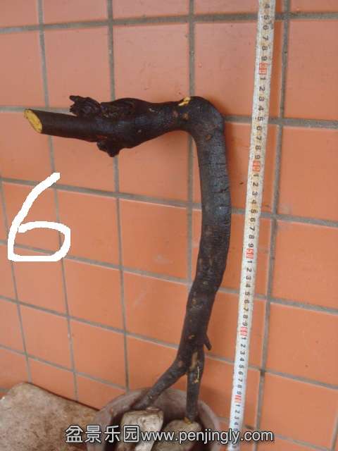 DSC08721.JPG