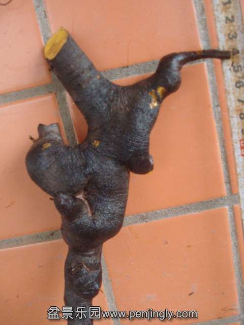 DSC08724.JPG