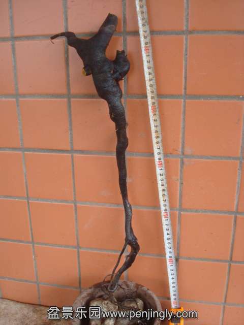 DSC08726.JPG
