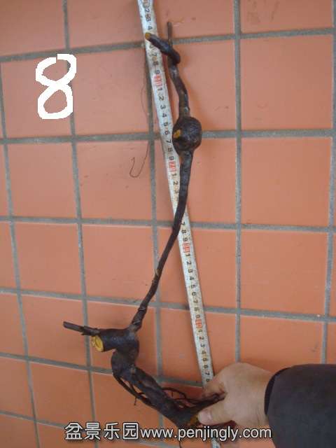 DSC08728.JPG