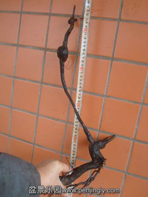 DSC08729.JPG