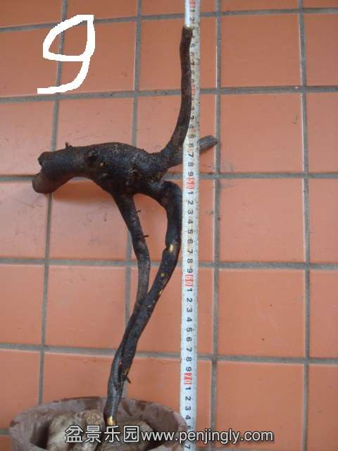 DSC08731.JPG
