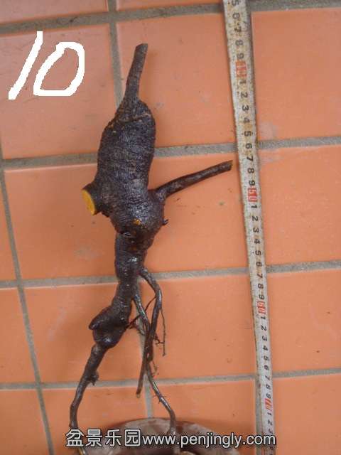 DSC08734.JPG