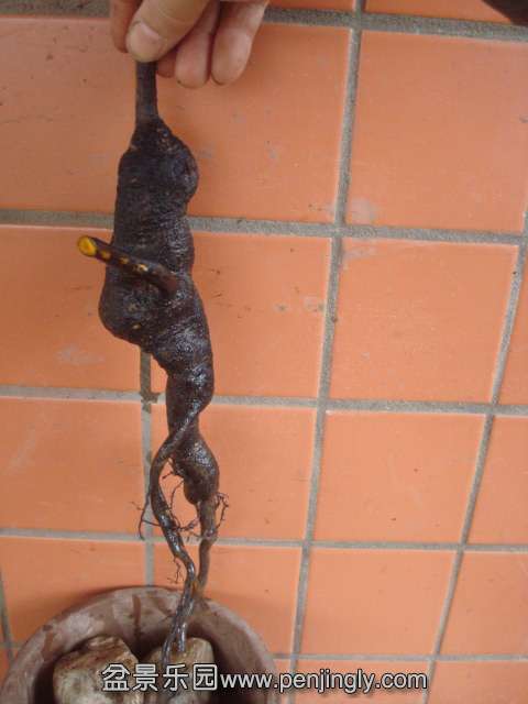 DSC08736.JPG