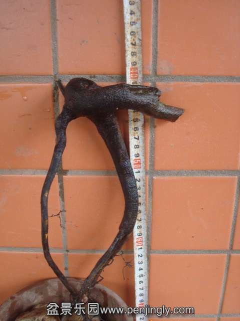 DSC08738.JPG