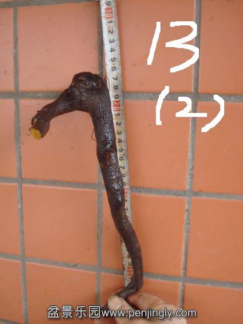 DSC08747.JPG