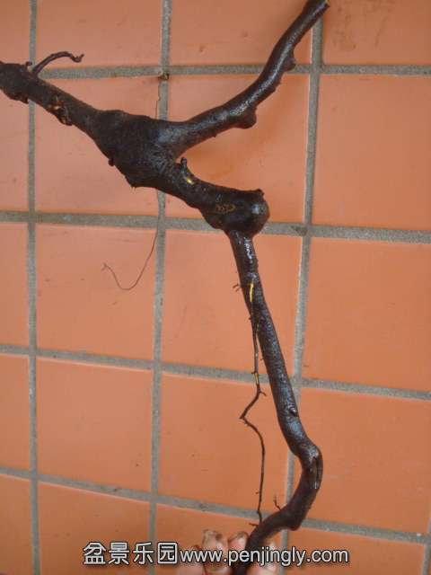 DSC08752.JPG