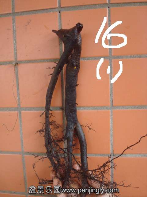 DSC08755.JPG