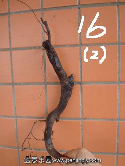 DSC08757.JPG