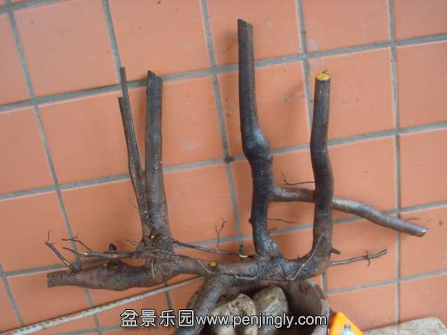 DSC08763.JPG