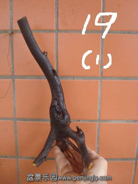 DSC08764.JPG