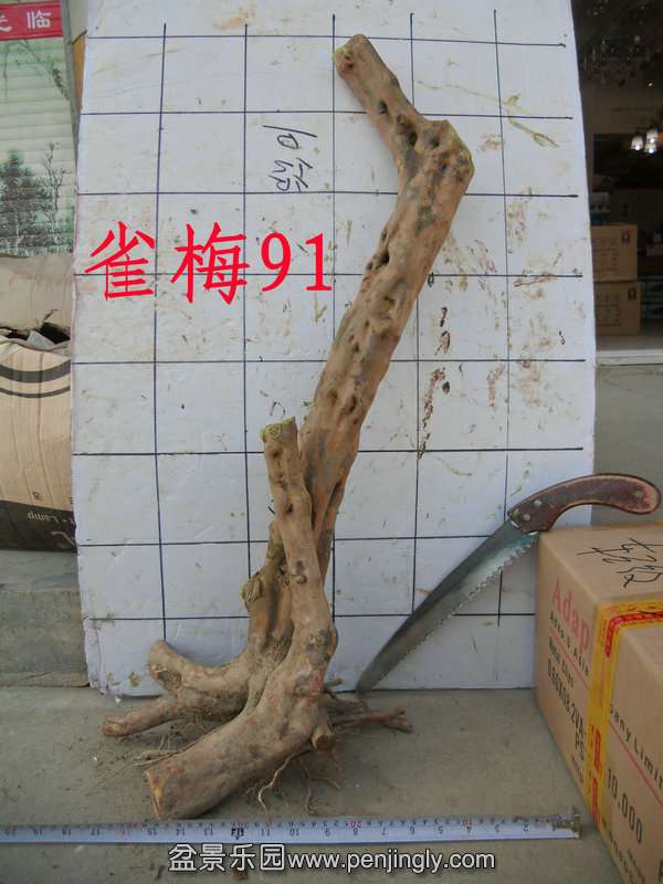 CIMG3019.JPG