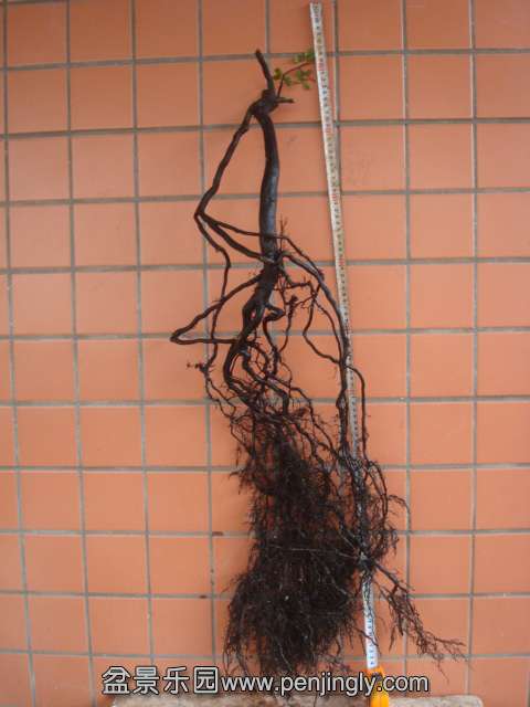 DSC08814.JPG