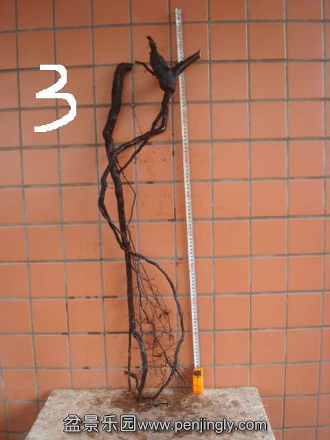 DSC08826.JPG
