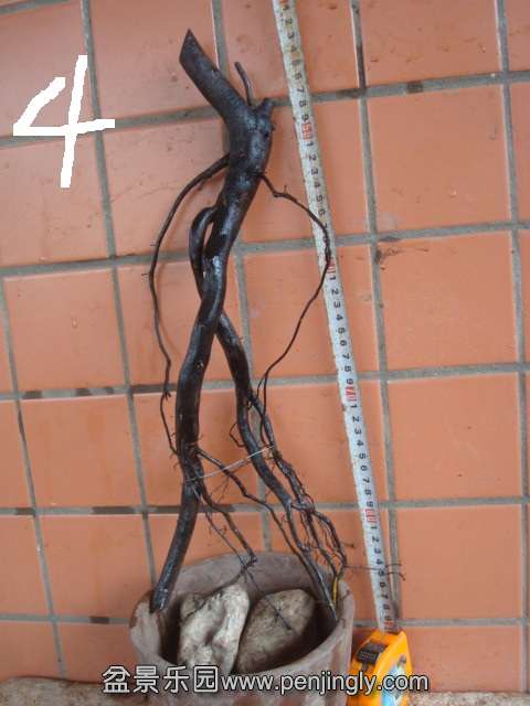 DSC08832.JPG