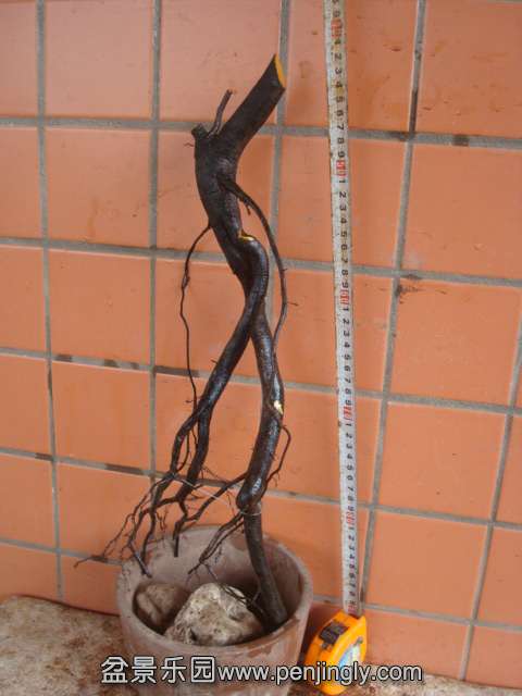 DSC08836.JPG