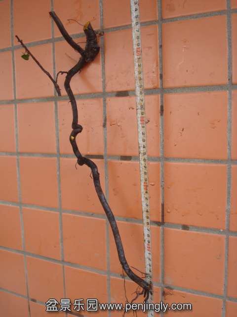 DSC08839.JPG