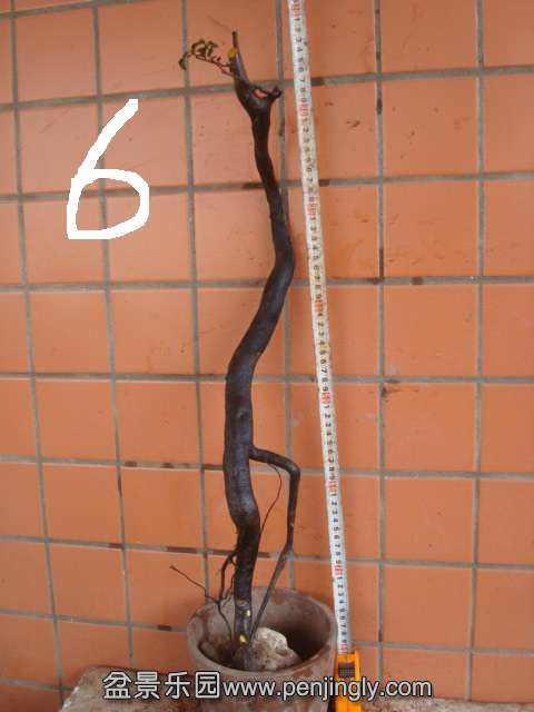 DSC08840.JPG