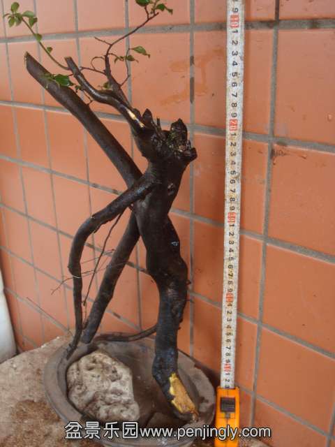 DSC08848.JPG