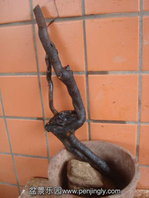 DSC08853.JPG